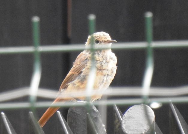 pleszka  - Magdalena Traciłowska