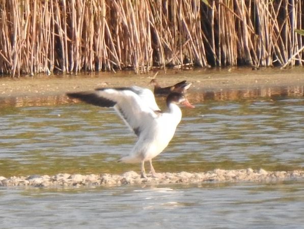 Tadorne de Belon  - Magdalena Traciłowska