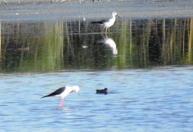 Black-winged Stilt  - Magdalena Traciłowska
