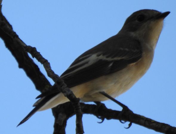 Trauerschnäpper  - Robert Wakulski