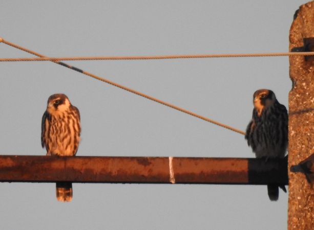 Faucon hobereau  - Robert Wakulski