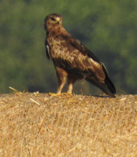 Lesser Spotted Eagle  - Robert Wakulski