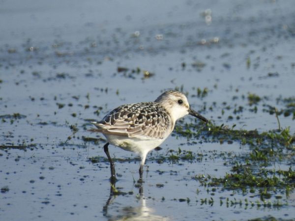 Sanderling  - Robert Wakulski