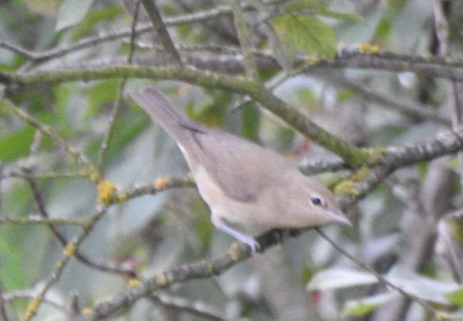 Gartengrasmücke  - Robert Wakulski