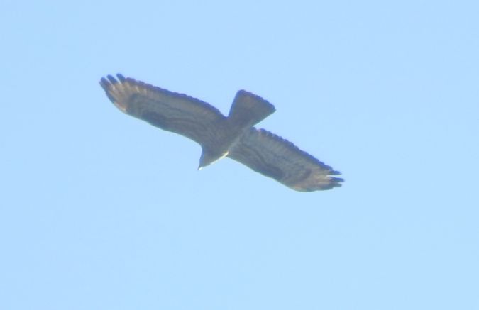 Wespenbussard  - Robert Wakulski