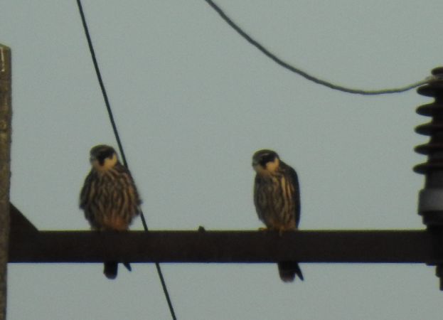 kobuz  - Robert Wakulski