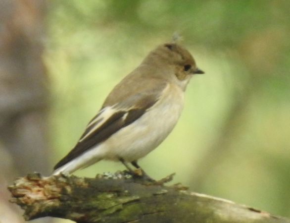 Trauerschnäpper  - Robert Wakulski