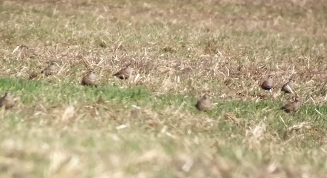 Pluvier guignard  - Jarosław Stalenga