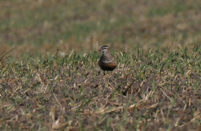 Mornellregenpfeifer  - Jarosław Stalenga