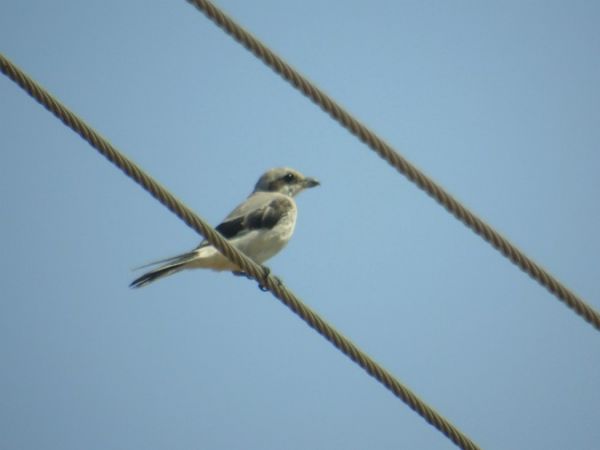 Raubwürger  - Andrzej Tarasiuk