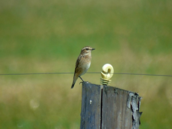 Braunkehlchen  - Andrzej Tarasiuk