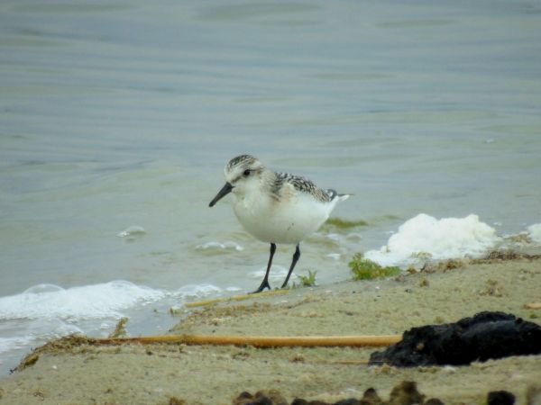 Sanderling  - Andrzej Tarasiuk
