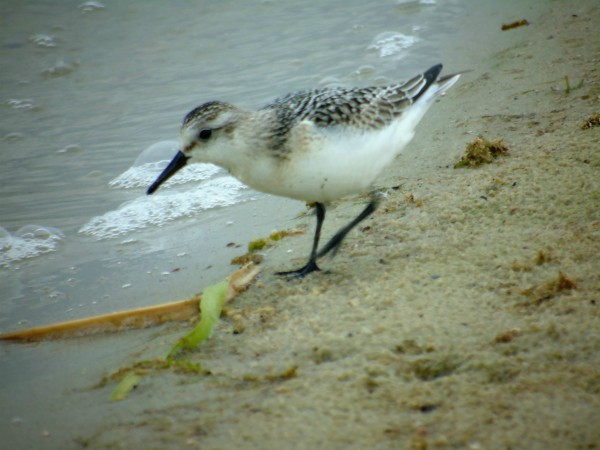 Bécasseau sanderling  - Andrzej Tarasiuk