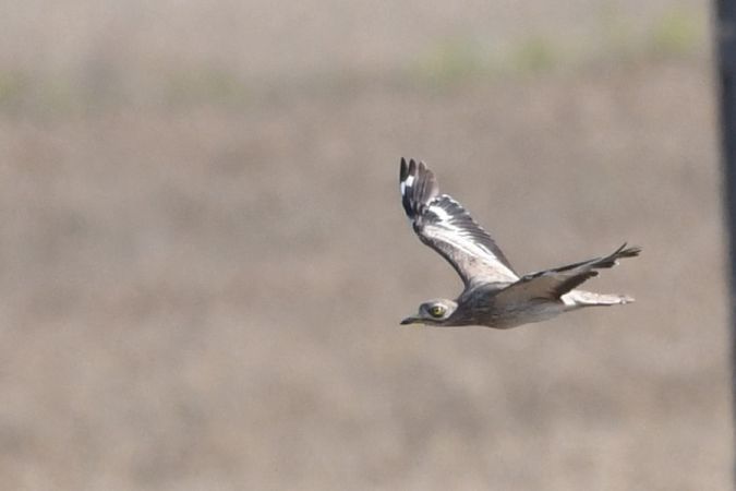 Oedicnème criard  - Marcin Sołowiej