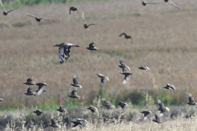 Oedicnème criard  - Marcin Sołowiej