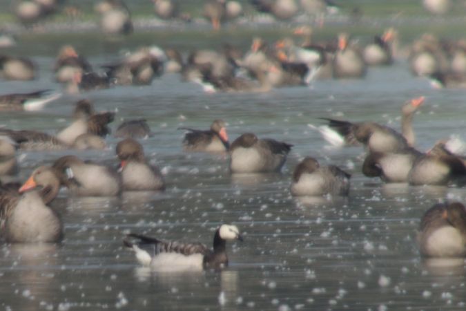 bernikla białolica  - Marcin Sołowiej