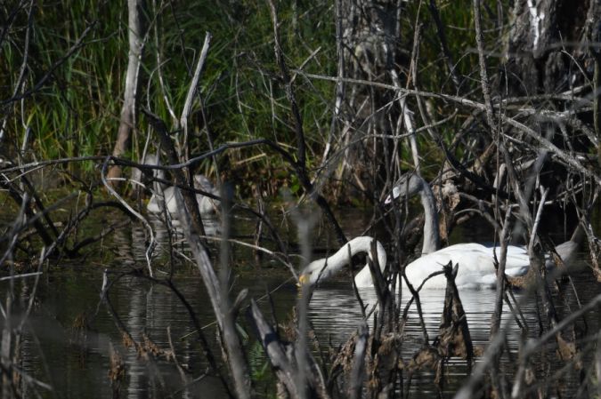 Whooper Swan  - Marcin Sołowiej
