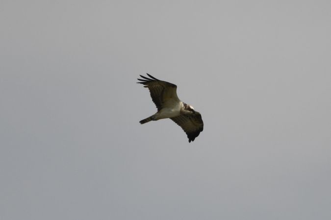 rybołów  - Marcin Sołowiej