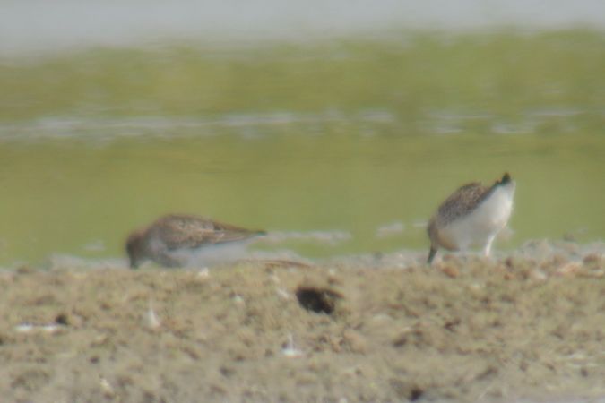 Sichelstrandläufer  - Marcin Sołowiej