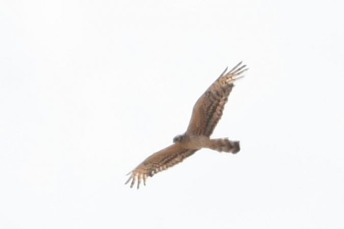 Busard cendré  - Marcin Sołowiej