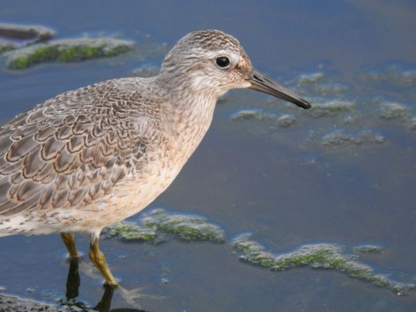 biegus rdzawy  - Michał Słowikowski