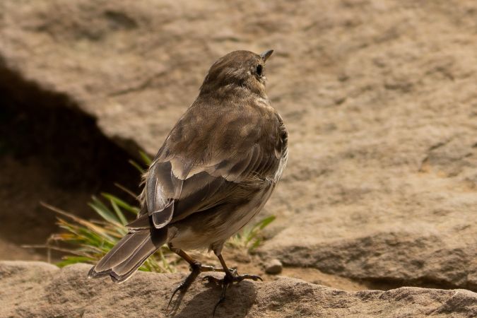 Bergpieper  - Szczepan Nowakowski