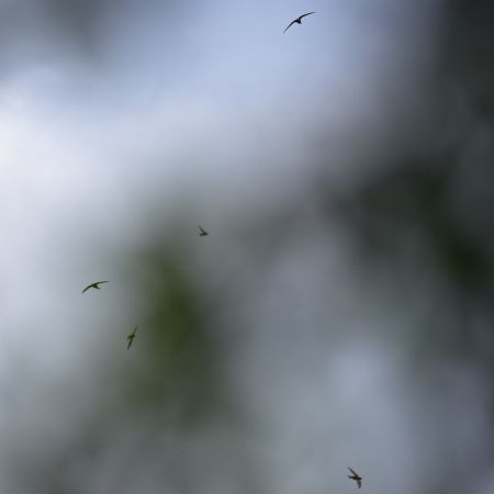 Martinet noir  - Hanna Żelichowska