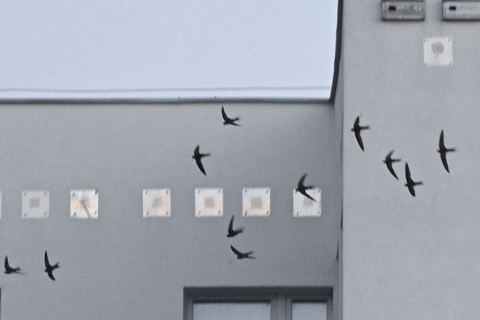 jerzyk  - Hanna Żelichowska