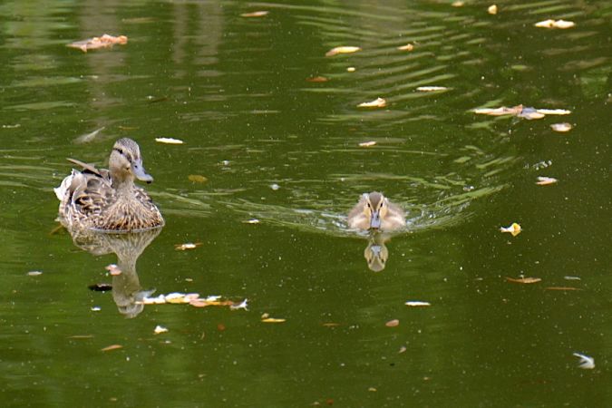 krzyżówka  - Hanna Żelichowska