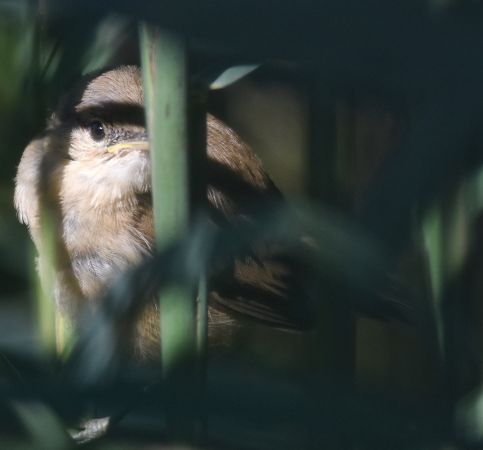 Rousserolle effarvatte  - Hanna Żelichowska