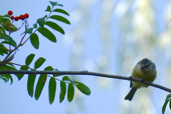Blaumeise  - Hanna Żelichowska