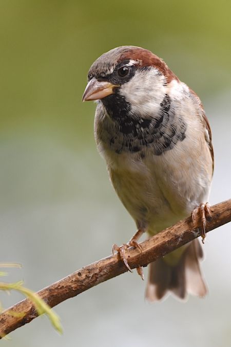 Haussperling  - Hanna Żelichowska