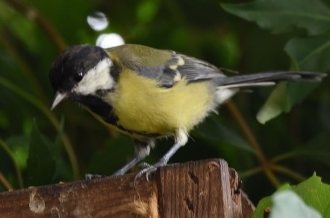 Great Tit  - Hanna Żelichowska