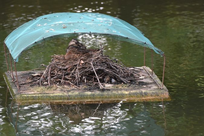krzyżówka  - Hanna Żelichowska
