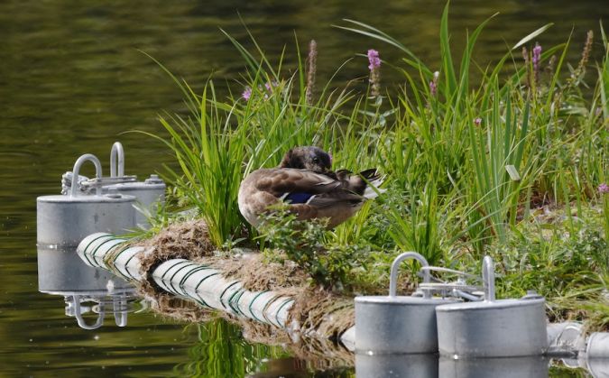 krzyżówka  - Hanna Żelichowska