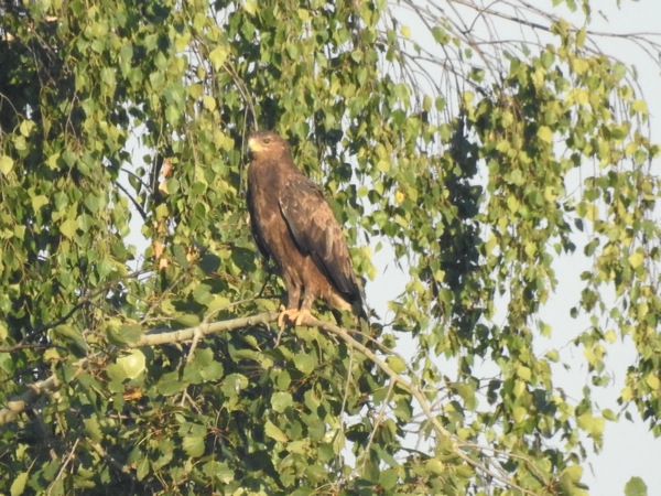 orlik krzykliwy  - Amanda Zinkow