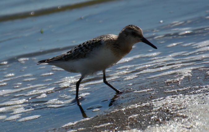 Sanderling  - Alina & Andrzej Rogoza