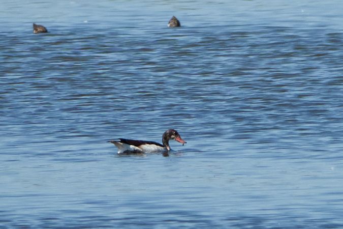 Tadorne de Belon  - Teresa Mariusz Blank