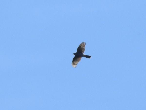 Habicht  - Jarosław Słowikowski