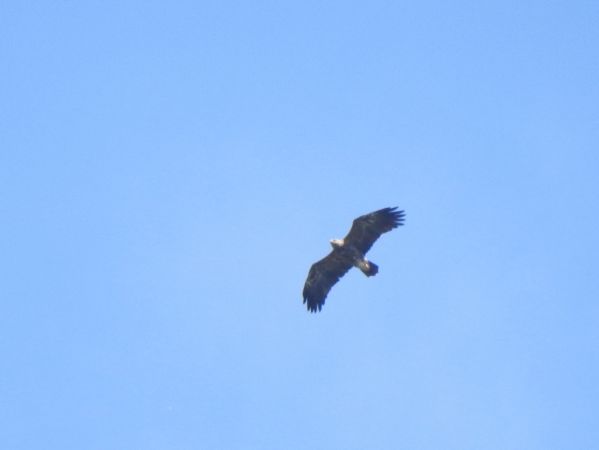 Aigle pomarin 