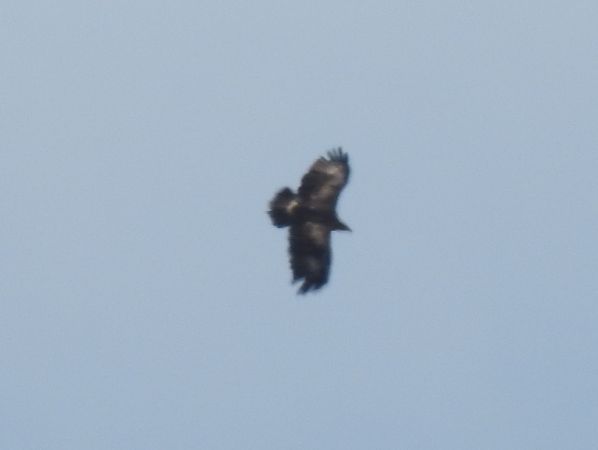 Lesser Spotted Eagle 