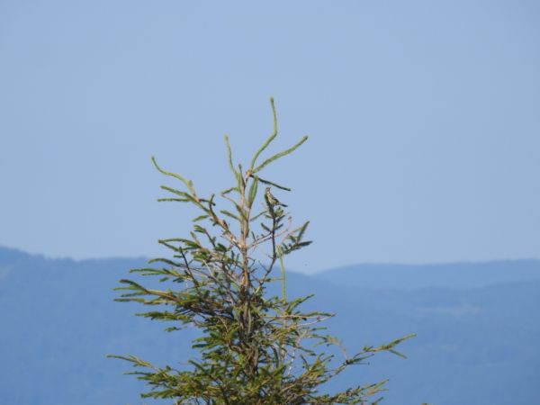 Water Pipit  - Jarosław Słowikowski