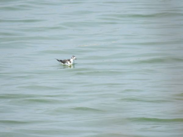 Mouette pygmée 