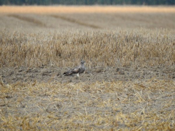 błotniak łąkowy  - Jarosław Słowikowski