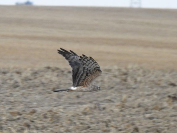 Busard cendré  - Jarosław Słowikowski