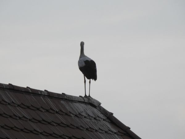 Weissstorch  - Jarosław Słowikowski