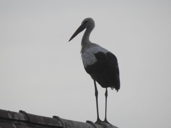 Weissstorch 