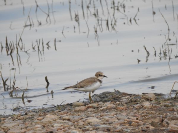 sieweczka rzeczna  - Jarosław Słowikowski