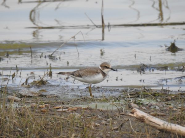 Petit Gravelot  - Jarosław Słowikowski