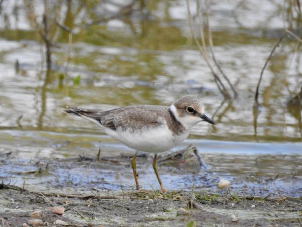 Flussregenpfeifer  - Jarosław Słowikowski